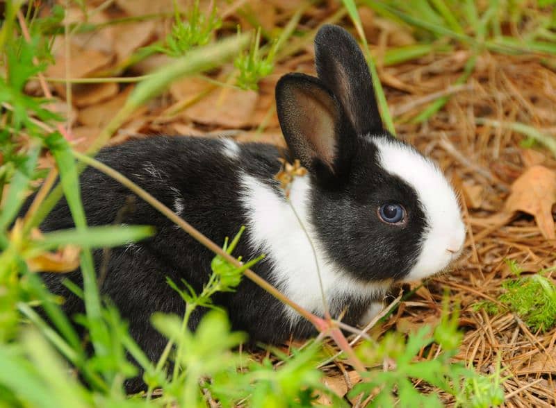 healthy rabbits are available for sale 1