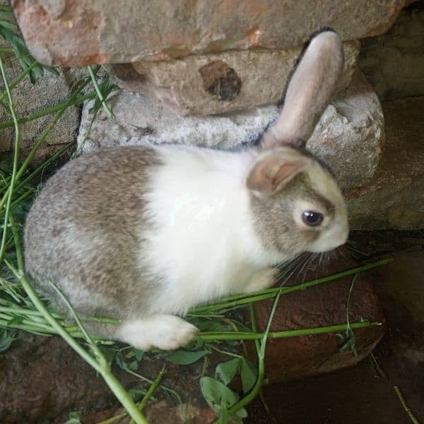 healthy rabbits are available for sale 2