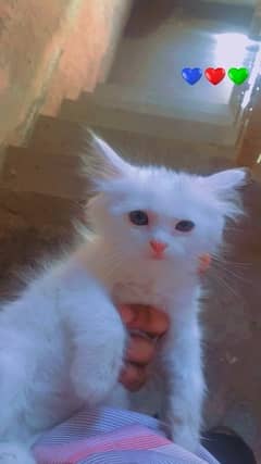 Aoa Me sialkot may cats and kittens sale purchase krta Hoon shukriya