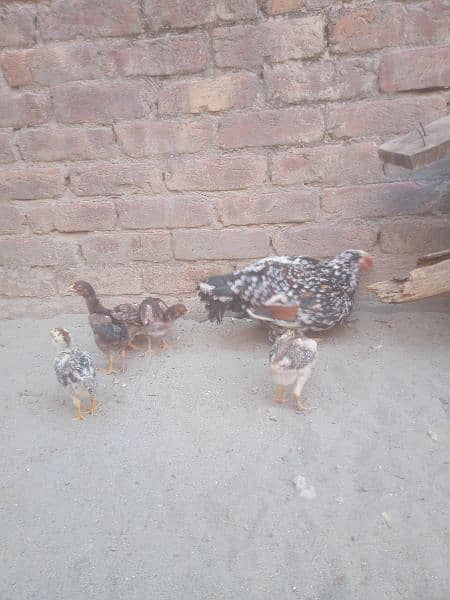 lasani bengum cross  chicks 2