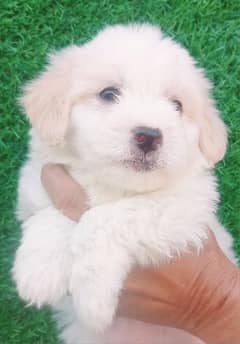 poodle | Pupps | high quality | Available