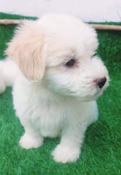 poodle | Pupps | high quality | Available 1