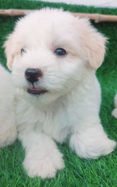 poodle | Pupps | high quality | Available 3