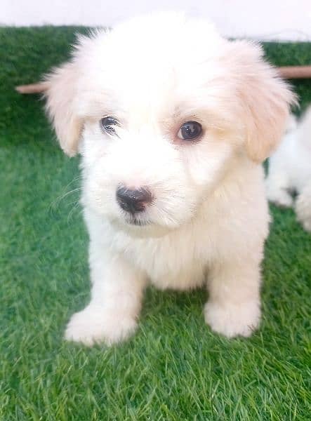 poodle | Pupps | high quality | Available 8