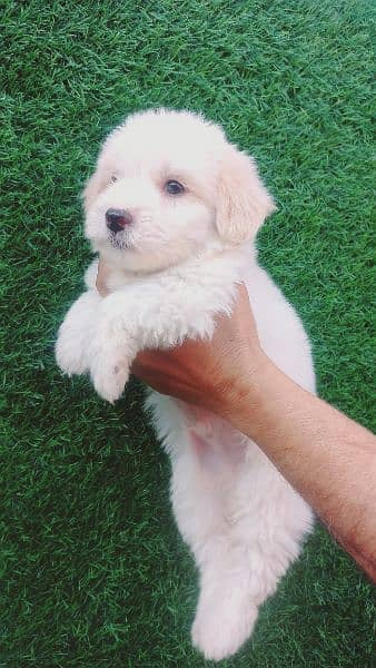 poodle | Pupps | high quality | Available 10