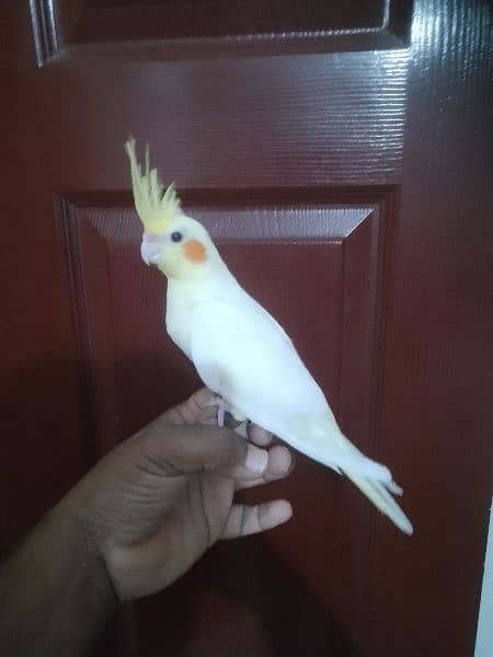 Cockatiel hand tame/ Cockatiel hand raised for sale/ Cocktail for sale 3