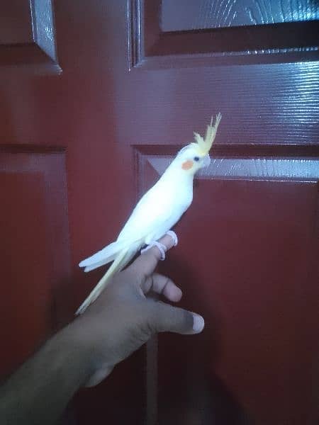 Cockatiel hand tame/ Cockatiel hand raised for sale/ Cocktail for sale 2