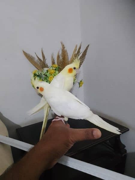 Cockatiel hand tame/ Cockatiel hand raised for sale/ Cocktail for sale 0