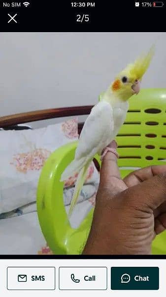 Cockatiel hand tame/ Cockatiel hand raised for sale/ Cocktail for sale 1