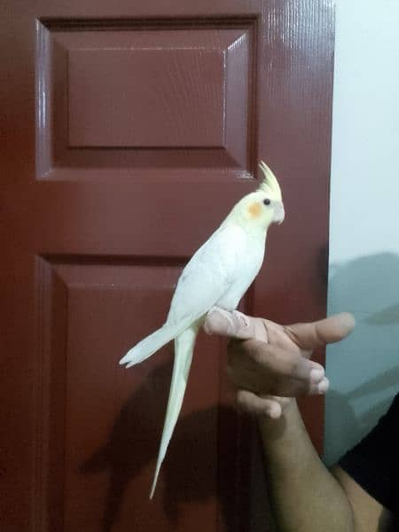 Cockatiel hand tame/ Cockatiel hand raised for sale/ Cocktail for sale 4