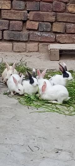5 rabbits han 4 female han 1 male Hy urgent sale 0