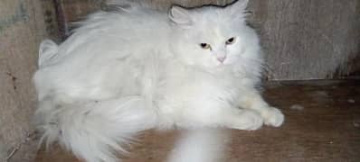 Russian cat 01 year old  male