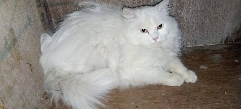 Russian cat 01 year old  male 1