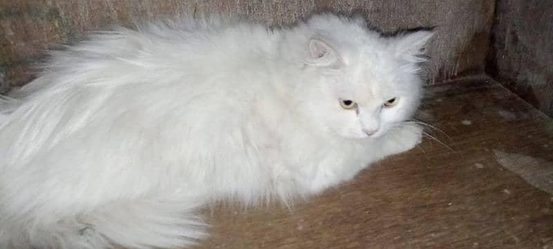 Russian cat 01 year old  male 2