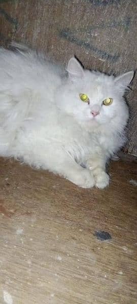 Russian cat 01 year old  male 3