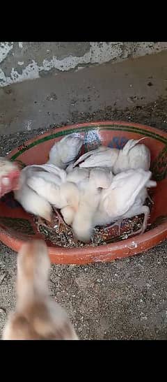 Heera Chicks available Urgent For Sale