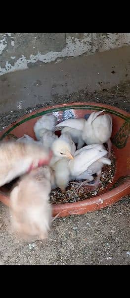 Heera Chicks available Urgent For Sale 1