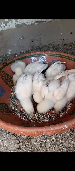 Heera Chicks available Urgent For Sale 2