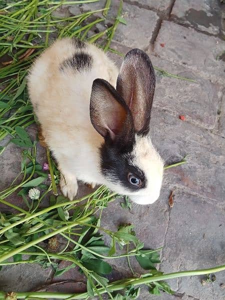rabbits babies available in very cheapest price 0