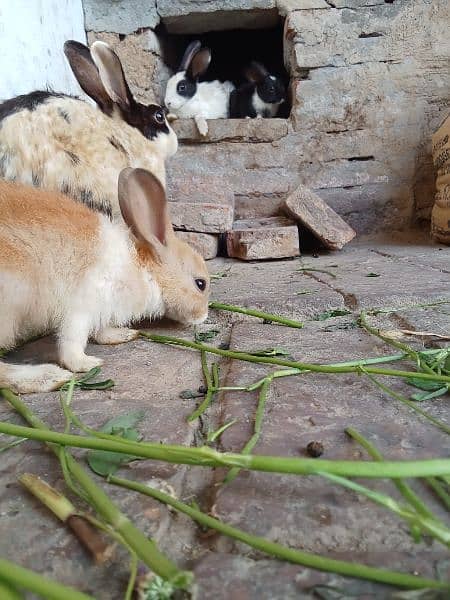 rabbits babies available in very cheapest price 1