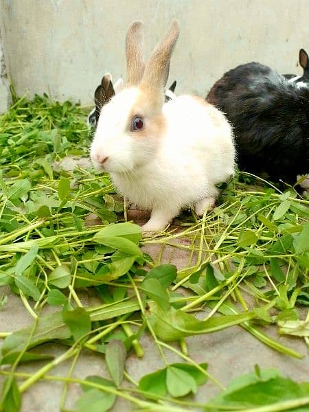rabbits babies available in very cheapest price 3