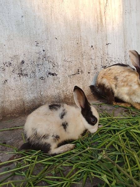 rabbits babies available in very cheapest price 4