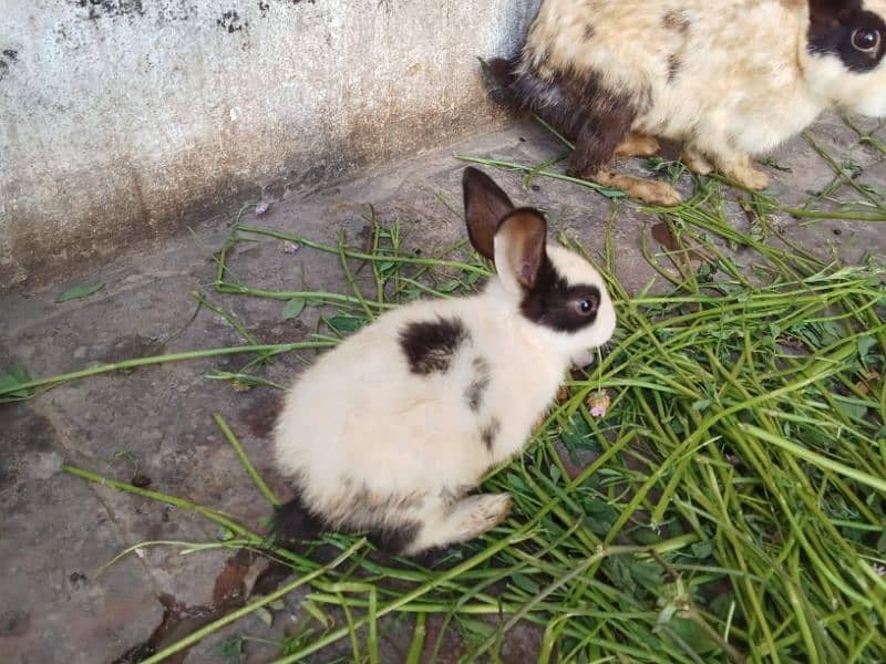 rabbits babies available in very cheapest price 5