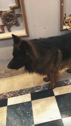 GSD long coat pedigree puppies for sale