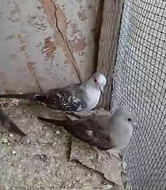 Dimond pied dove full wash quality spoted pathe and 1 breeder male