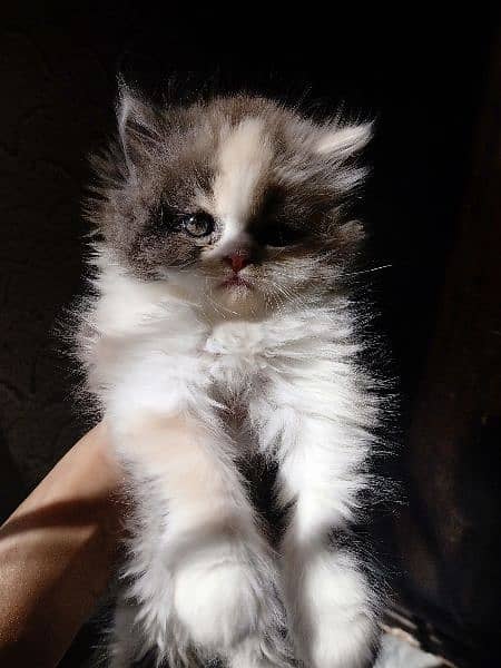 Persian kitten 3