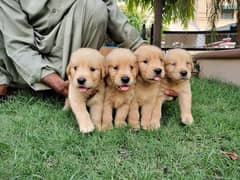 Golden Retriever pedigree puppies (TOP SHOW QUAILTY)