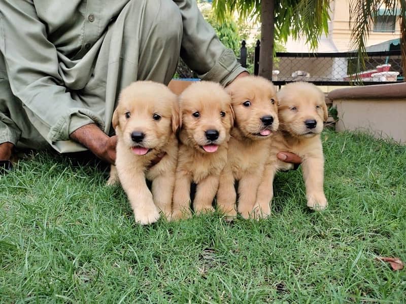 Golden Retriever pedigree puppies (TOP SHOW QUAILTY) 2
