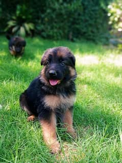 Gsd long coat pupies For sale 0