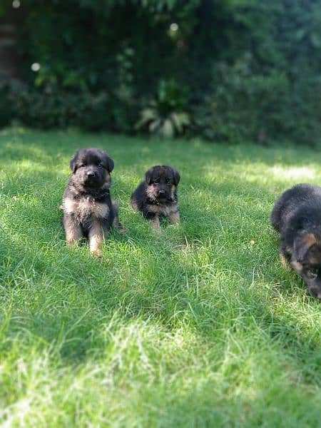 Gsd long coat pupies For sale 2