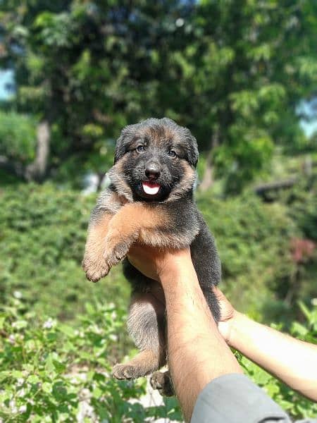 Gsd long coat pupies For sale 3