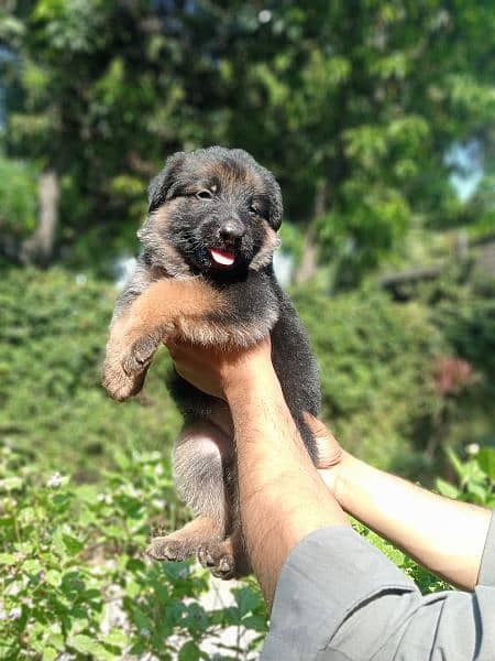 Gsd long coat pupies For sale 4