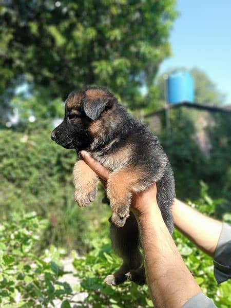 Gsd long coat pupies For sale 5