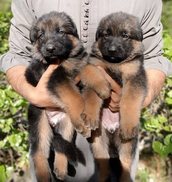 Gsd long coat pupies For sale 6