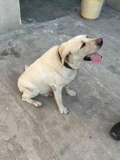 Labrador dog in white color Trained from Army dog center