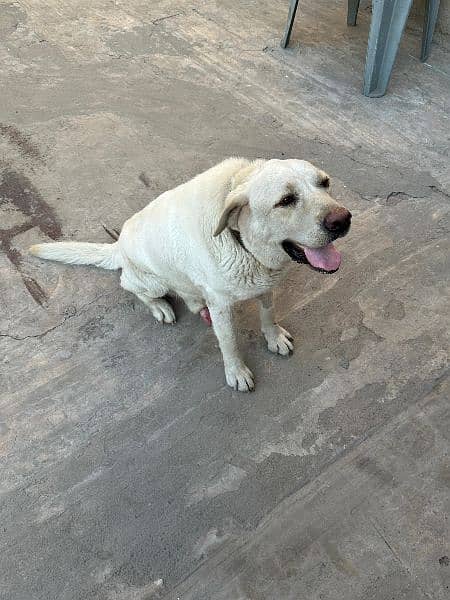 Labrador dog in white color Trained from Army dog center 2