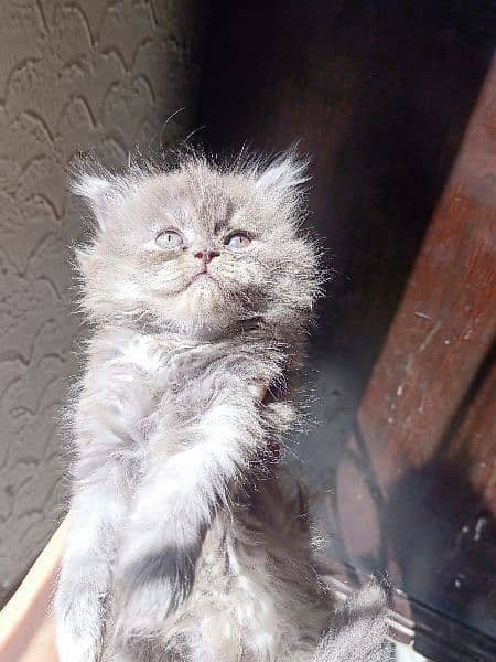 Persian kitten 9