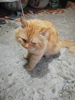 Persian Cat Male Also Vaccinated 0