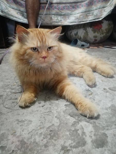 Persian Cat Male Also Vaccinated 1