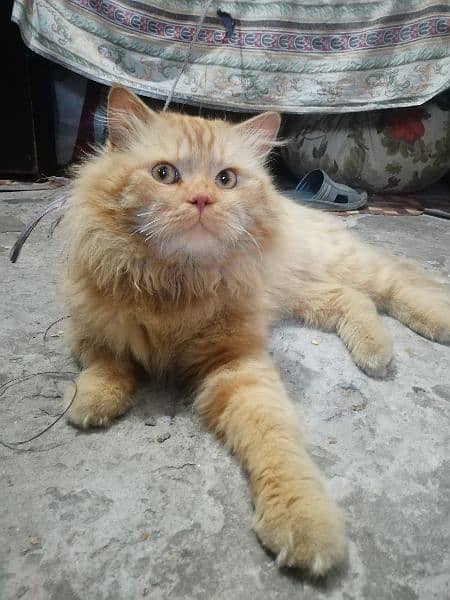 Persian Cat Male Also Vaccinated 2
