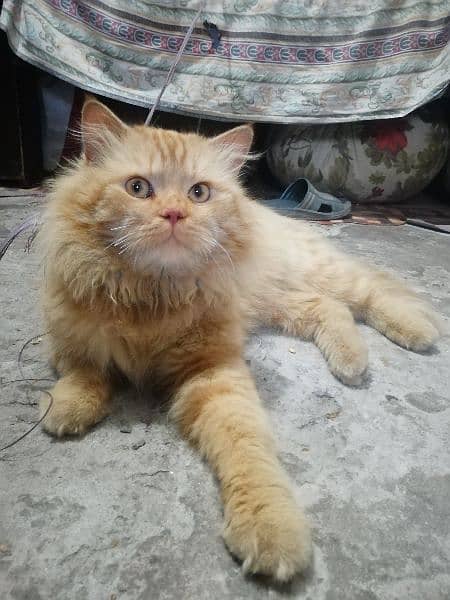 Persian Cat Male Also Vaccinated 3