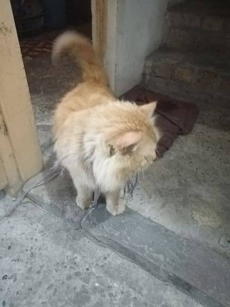 Persian Cat Male Also Vaccinated 4