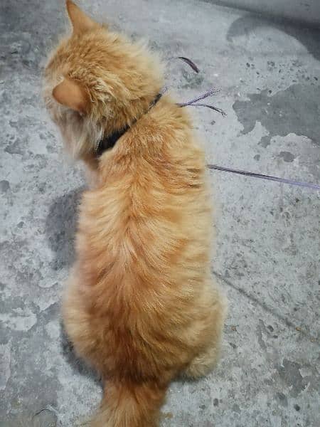 Persian Cat Male Also Vaccinated 5
