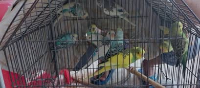 budgie parrots 250 ka one piece