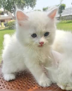 persian kitten triple coated hair 0