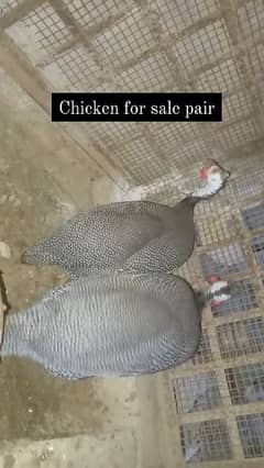 chicken  pair available